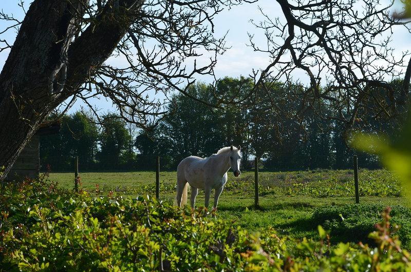Bed and Breakfast La Ferme Du Bois Quesnoy Saint-Pol-sur-Ternoise Екстер'єр фото